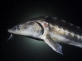   Russian sturgeon Acipenser gueldenstaedtii  